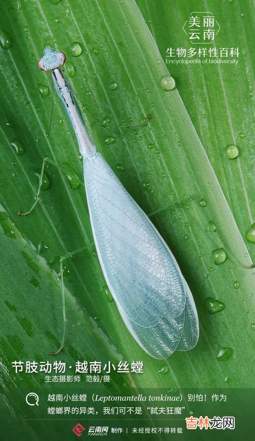虾是节肢动物吗,虾是不是可以说它是甲壳动物,也可以说它是节肢动物?