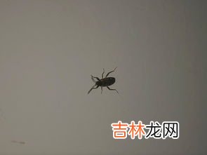 蟑螂寿命最长是多长,蟑螂的寿命