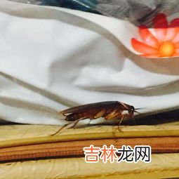蟑螂寿命最长是多长,蟑螂的寿命