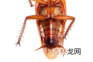 蟑螂寿命最长是多长,蟑螂的寿命
