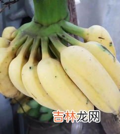 芭蕉的功效与作用,芭蕉的功效与作用及食用方法