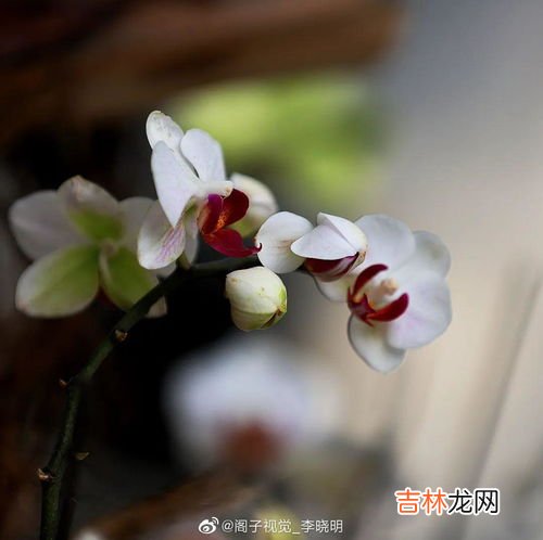 麻花的象征意义,女生送男生麻花代表什么意思