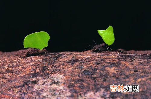 麻花的象征意义,女生送男生麻花代表什么意思