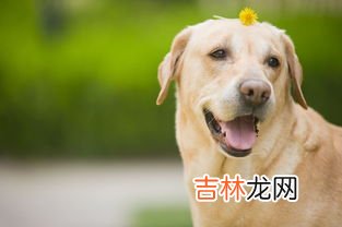 被狗咬一定要打血清吗,被狗咬不打血清要紧吗?