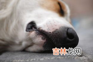被狗咬一定要打血清吗,被狗咬不打血清要紧吗?