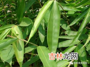 棕榈叶可以包粽子吗,新鲜的粽叶可以直接包粽子吗