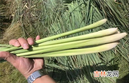 香茅是什么东西,香茅草在卤菜中起到什么作用？为什么这么说？