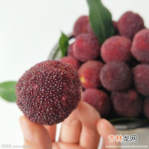仙居杨梅是哪里产的,你知道我国以盛产杨梅闻名的县城是哪个吗?