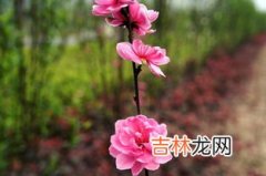 桃花节是啥意思,已婚遇到桃花劫怎么办