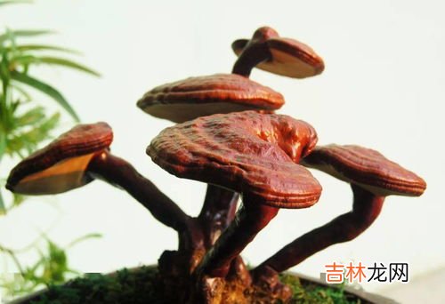 葆宁破壁灵芝孢子粉胶囊多少钱,破壁灵芝孢子粉胶囊多少钱