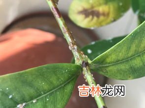 小米生虫怎么处理才能食用,小米生虫子处理小妙招 小米生虫了怎么办
