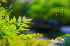 清明节放风筝的意义,清明节放风筝的寓意是什么 清明节为什么要放风筝有什么寓意