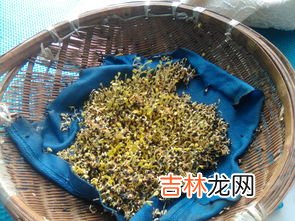 芝麻从哪里长出来的,芝麻长在哪里？