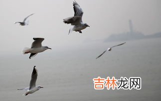 海鸥的特点,海鸥的特点是什么?