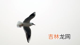 海鸥的特点,海鸥的特点是什么?