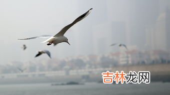 海鸥的特点,海鸥的特点是什么?