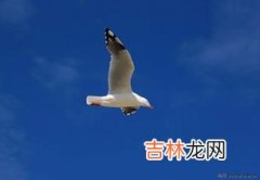 海鸥的特点,海鸥的特点是什么?