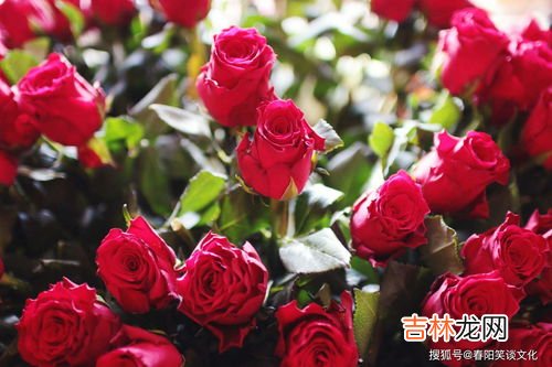 288朵花的含义,花的数字含义是什么?