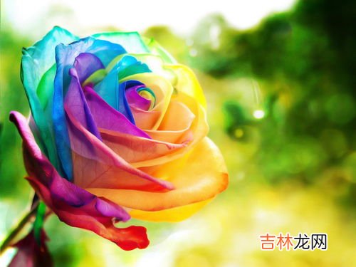 288朵花的含义,花的数字含义是什么?