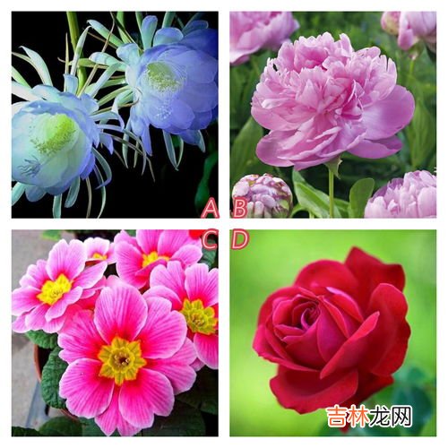 288朵花的含义,花的数字含义是什么?