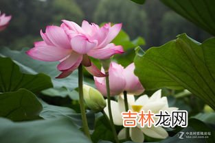 夏天的特点是什么,夏天的特点