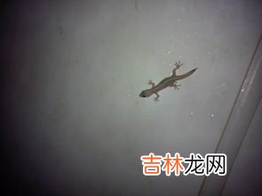 壁虎的尾巴特点和作用,壁虎的尾巴有什么作用