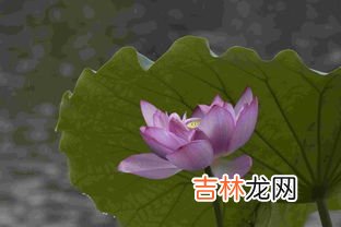 夏至和荷花有什么关系,夏至和荷花有什么关系