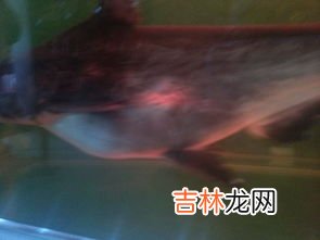 清道夫能不能吃,清道夫鱼为什么不能吃