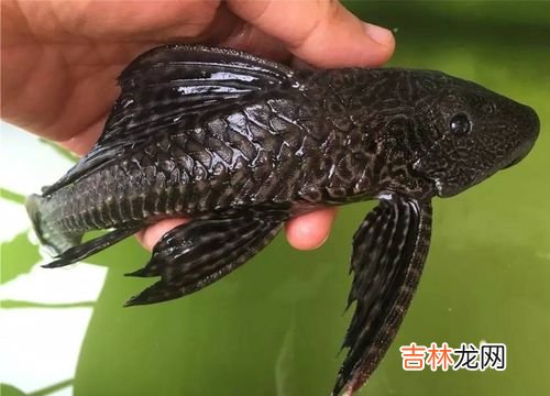 清道夫能不能吃,清道夫鱼为什么不能吃