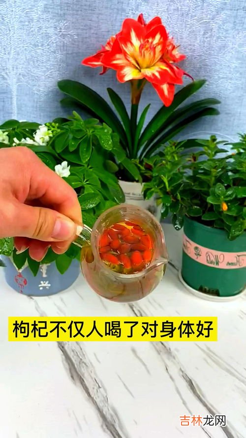 [从零开始学养花]如何判断植物缺水,[从零开始学养花]如何判断植物缺水?什么叫见干见湿?三分钟学会浇花方法