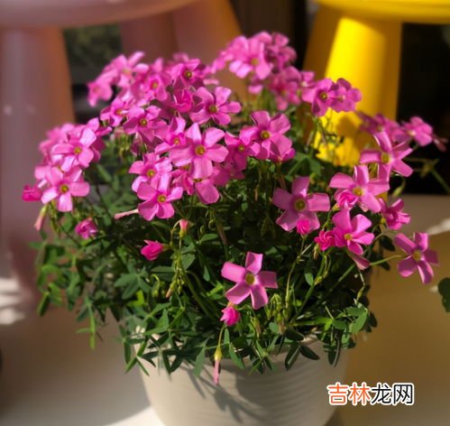 [从零开始学养花]如何判断植物缺水,[从零开始学养花]如何判断植物缺水?什么叫见干见湿?三分钟学会浇花方法