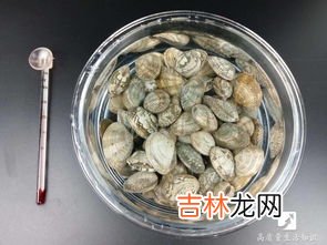 花蛤不张嘴吐沙怎么办,花蛤泡水里一直不张口