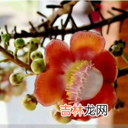 菩提本无树明镜亦非台是什么意思,佛语：“菩提本无树，明镜亦非台”是什么意思？