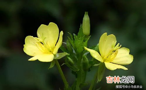 月见草油的功效与作用,月见草油的功效 月见草油的功效与作用是什么