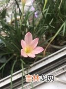 韭莲为什么叫风雨花,韭兰是什么 韭兰可以水培吗