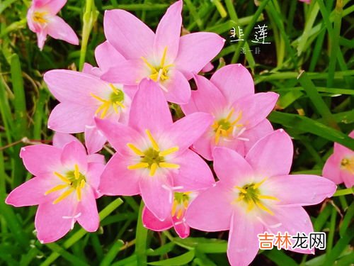 韭莲为什么叫风雨花,韭兰是什么 韭兰可以水培吗