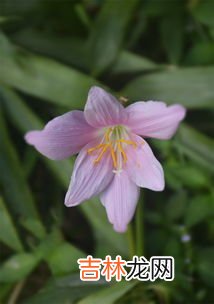 韭莲为什么叫风雨花,韭兰是什么 韭兰可以水培吗