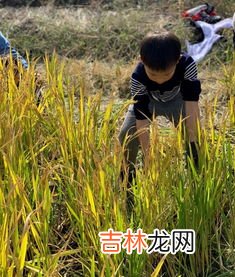 萤火虫的生活习性,萤火虫习性