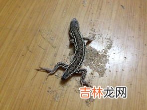 蜥蜴和壁虎的区别,蜥蜴和壁虎的区别是什么?