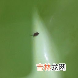 蠓虫怎么来的,为什么家里会有,我家有很多小咬，是怎么繁殖的