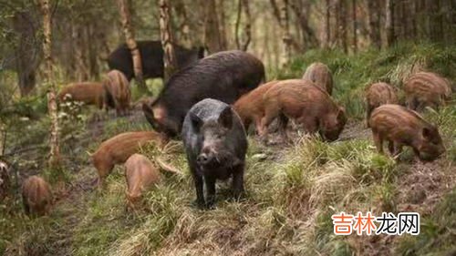 野猪是保护动物吗,野猪是保护动物吗？