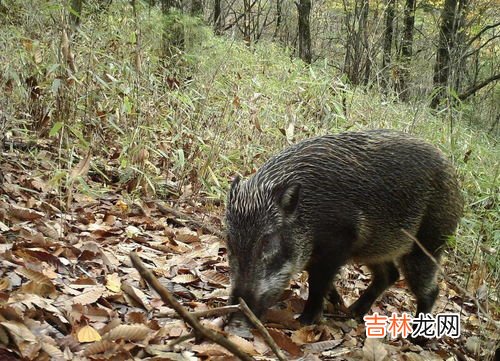 野猪是保护动物吗,野猪是保护动物吗？