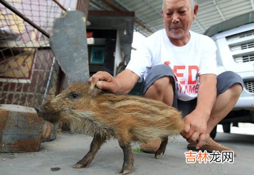野猪是保护动物吗,野猪是保护动物吗？