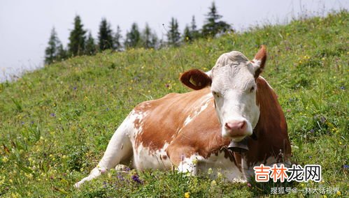 羊是杂食动物还是食草动物,羊猪还有鸡吃肉吗