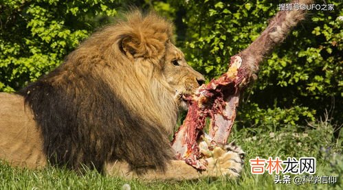 羊是杂食动物还是食草动物,羊猪还有鸡吃肉吗