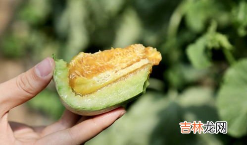 羊角蜜怎么确定是不是熟了,羊角蜜甜瓜怎么区分生 熟？