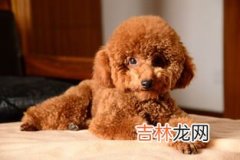 泰迪怎么养,泰迪犬怎么喂养