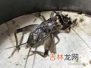 蛐蛐饲养秘诀是什么,怎样养蛐蛐