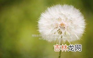 蒲公英像什么,蒲公英近看像什么？