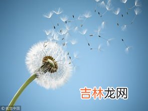 蒲公英像什么,蒲公英近看像什么？